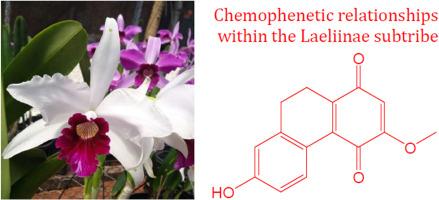 Chemical, chemophenetic and antiproliferative studies of Cattleya purpurata