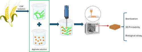 Impact of steam sterilization on the rheological characteristics, printability, and bioactivity of nanocellulose/alginate hydrogels for 3D bioprinting