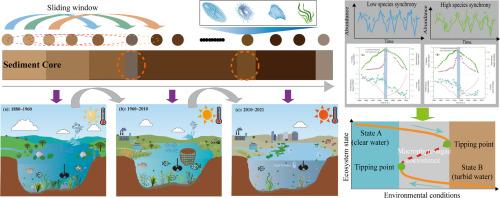 Aquatic community synchrony dynamics in response to multitrophic regime shifts: Paleoecological insights from a shallow lake