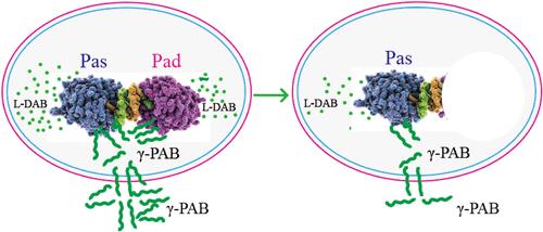 Poly-γ-L-diaminobutanoic Acid Degrading Enzyme Serves as a Self-Resistance Mechanism to Protect Bacillus pumilus from Inhibition by Its Own Products
