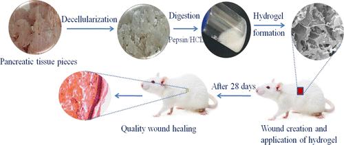 Caprine Pancreatic ECM-Derived Self-Assembling Non-Swelling Hydrogel for Enhanced Angiogenesis and Scarless Wound Healing In Vivo