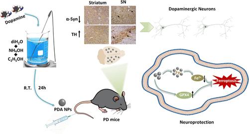 Effect of Self-Assembled Polydopamine Nanoparticles on Ferroptosis in an MPTP-Induced Parkinson’s Disease Mice Model