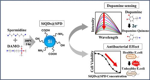 One-Step Hydrothermal Synthesis of Silicon Quantum Dots for Dopamine Detection and Their Antibacterial Activity against Escherichia coli and Staphylococcus aureus