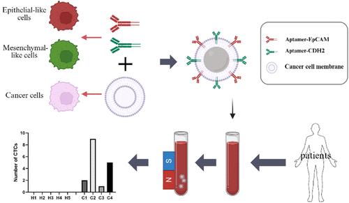 Dual Aptamers Functionalized Biomimetic Magnetic Nanomaterials for High-Efficient Capture of Circulating Tumor Cells