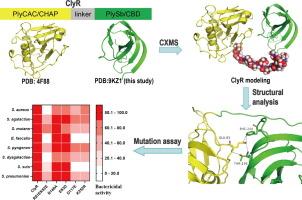 Domain Interactions in a Chimeric Dual-domain Lysin Lead to Broad Bactericidal Activity