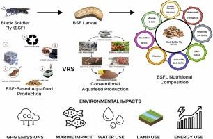 Revolutionizing aquaculture feeds: insights into black soldier fly utilization