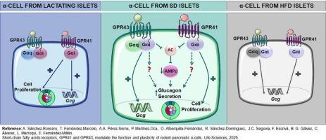 GPR41 and GPR43 modulate rodent pancreatic α-cell function and growth