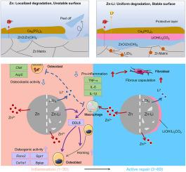Lithium fine-tunes biodegradation of Zn-based implant to promote osseointegration through immunomodulation