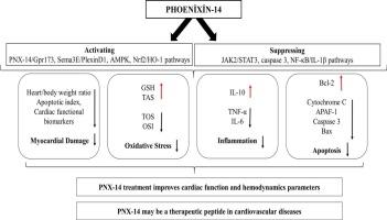 Cardioprotective role of phoenixin-14 in isoproterenol-induced myocardial injury: Involvement of AMPK, JAK2/STAT3, and Sema3E pathways