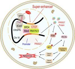 Upregulation of PRSS27 driven by super-enhancers attenuates oxidative stress and apoptosis via activating PI3K/AKT pathway in lung adenocarcinoma