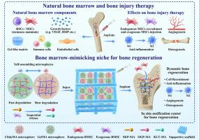 Self-assembled hybrid hydrogel microspheres create a bone marrow-mimicking niche for bone regeneration