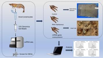 Crustacean cardioactive peptide (CCAP) negatively regulates sand-diving behaviour in kuruma shrimp, Penaeus japonicus