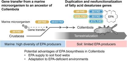 Evolution of a horizontally acquired fatty acid desaturase enables the biosynthesis of ω-3 polyunsaturated fatty acids in Collembola