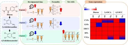 Effects of diuron transformed chemicals on life history traits of the copepod Tigriopus koreanus