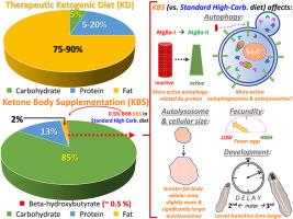 Ketone body supplementation into a standard high-carbohydrate diet reduces fecundity, delays larval development, and may induce autophagy in Drosophila melanogaster