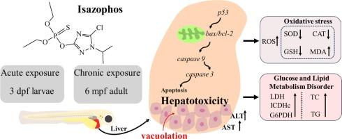 Hepatic toxicity assessment of organophosphorus insecticide isazophos on zebrafish