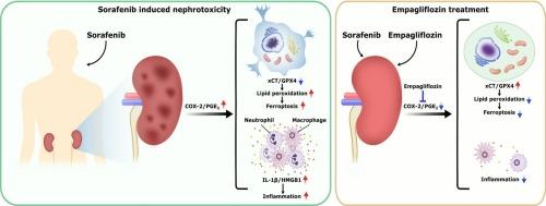 Empagliflozin attenuates sorafenib-promoted renal ferroptosis and inflammation by targeting cyclooxygenase-2/prostaglandin E2 axis