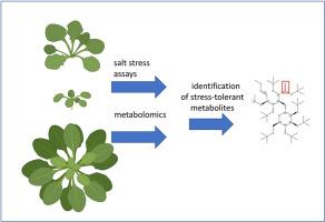 Spotlight: Evolution of Saline-tolerant Arabidopsis in the Cape Verde Islands