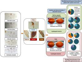 Intraspecific and interspecific comparison among bacterial communities in salivary glands and gut of five Culicoides spp. (Diptera: Ceratopogonidae), vectors of bluetongue virus