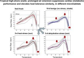 An energetic conundrum: contradictory relationship between energetic state and heat tolerance during progressive air exposure in a tropical high-shore gastropod