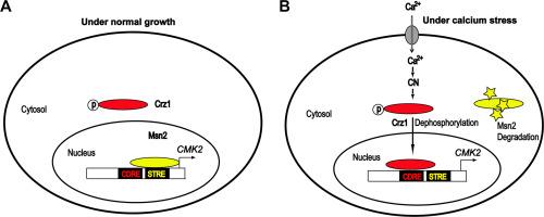 Expression of CMK2 is controlled by the general stress-response transcriptional factor Msn2 through a single STRE site in budding yeast