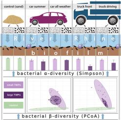 Tire wear particles drive size-dependent loss of freshwater bacterial biofilm diversity