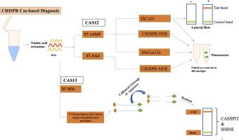 CRISPR-based molecular detection of SARS-CoV-2, its emerging variants, and diverse pathogens