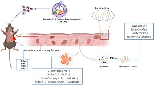 Tangerine Peel Exosome-like Nanoparticles (TPELNs) Mitigate Intestinal Inflammation via Gut Microbiome Remodeling and Immune Modulation