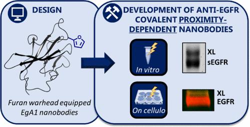 Development of “Furan Warhead”-Equipped Antagonistic Nanobodies for Covalent Cross-Linking to the Epidermal Growth Factor Receptor