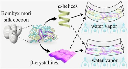 Polymorphic Phase-Dependent Vapor-Responsive Actuation in Silk Fibroin Films: Control of Bending Angle and Axis