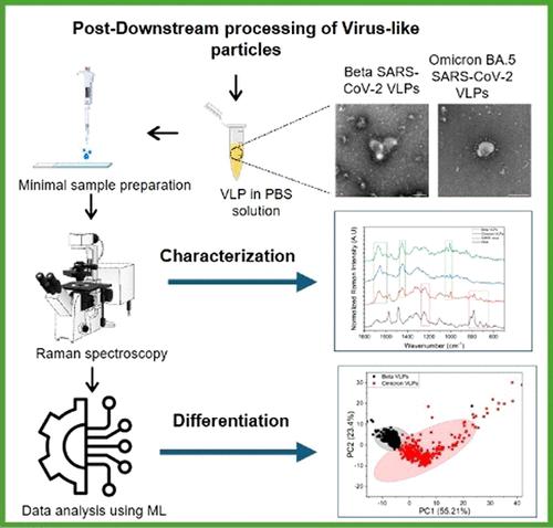 Spectroscopic Characterization and Differentiation of SARS-CoV-2 Virus-like Particles
