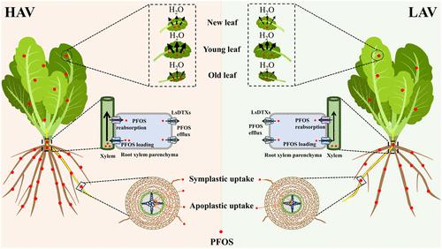 Novel Insights into the Mechanisms of Perfluorooctanesulfonate (PFOS) Accumulation in Lettuce (Lactuca sativa L.): Importance of Detoxification Efflux Carriers