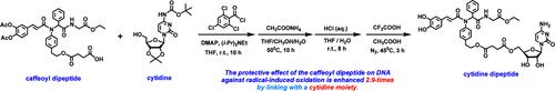 Navigating Dipeptide by a Nucleoside Moiety: A Promising Way for Enhancing Antioxidative Effect against Radical-Induced DNA Oxidation