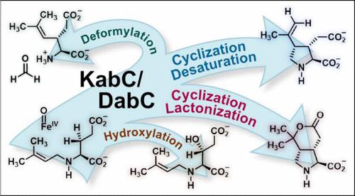 Multiple Catalytic Branch Points in the Mechanism of Pyrrolidine Formation During Kainoid Biosynthesis Leads to Diverse Reaction Outcomes