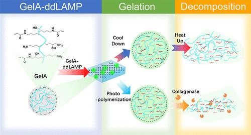 Acryloyl Gelatin as Polymer Additive to Droplet Digital LAMP for DNA Quantification