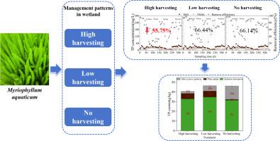 Does high-frequency plant harvesting improve phosphorus removal efficiency in constructed wetlands?