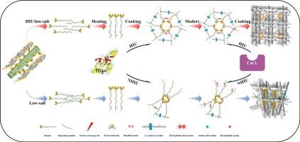 Insights into HIU enhancement of salt-reduced surimi gelation properties: Dual regulation of endogenous transglutaminase activation and protease inhibition