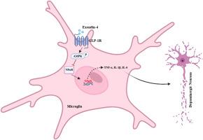 Exendin-4 protects the dopaminergic neurons by attenuating inflammatory responses of microglial cells via activation of AMPK