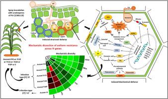 Comparative defense profiling in wheat near-isogenic lines reveals mechanistic diversity among stripe rust resistance (Yr) genes conferring uniform infection type against Puccinia striiformis f. sp. tritici