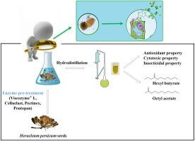 Enhancing the extraction yield and bioactivity of essential oil from Heracleum persicum seeds via enzyme pre-treatment
