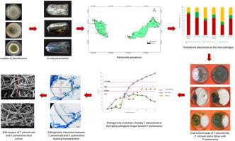 Fungi in the mix: Unravelling the pathogenicity of Trichoderma pleuroticola, Aspergillus flavus, and Penicillium citrinum in Pleurotus pulmonarius cultivation in Malaysia