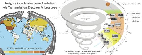 The use of transmission electron microscopy when investigating fossil angiosperm pollen: A review and suggestions for future applications