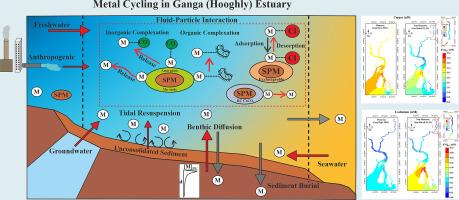 How estuaries modulate the riverine fluxes of copper (Cu) and cadmium (Cd) to seawater