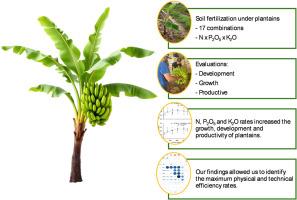 Development and productivity of ‘Terra Maranhão’ plantains influenced by soil fertilization with nitrogen, phosphorus and potassium
