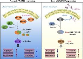 Loss of Prominin 2 expression inhibits AKT/mTOR signaling to limit glycolysis and drive ferroptosis in breast cancer cells