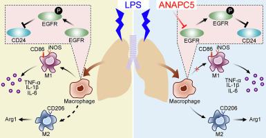 ANAPC5 mitigates acute lung injury through regulating macrophage M1/M2 polarization via the EGFR/CD24 axis