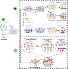 Nano MgO loaded thermosensitive HPCH@HA hydrogel accelerates in situ bone repair through osteoimmunomodulation while enhancing angiogenesis and osteogenesis
