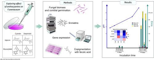Cyanidin 3-O-glucoside and other anthocyanins affect enniatins production in Fusarium avenaceum