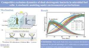 Competitive exclusion dynamics of dual electrogenic bacteria in microbial fuel cells: A stochastic modeling under environmental perturbations