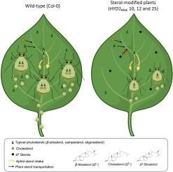 Sterol-modified plants reduce aphid performance by limiting sterol availability